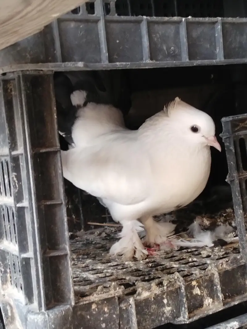 pigeon for sale 1000 par pic kami bashi ho jay gi — photo 3