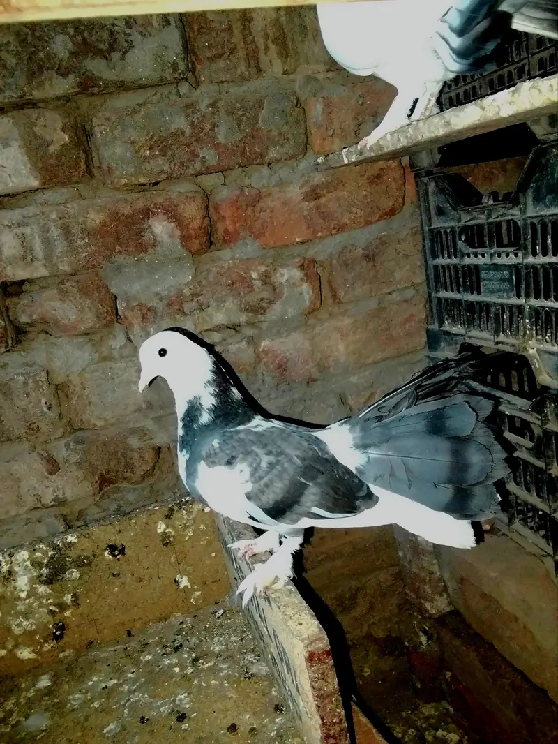 pigeon for sale 1000 par pic kami bashi ho jay gi — photo 4