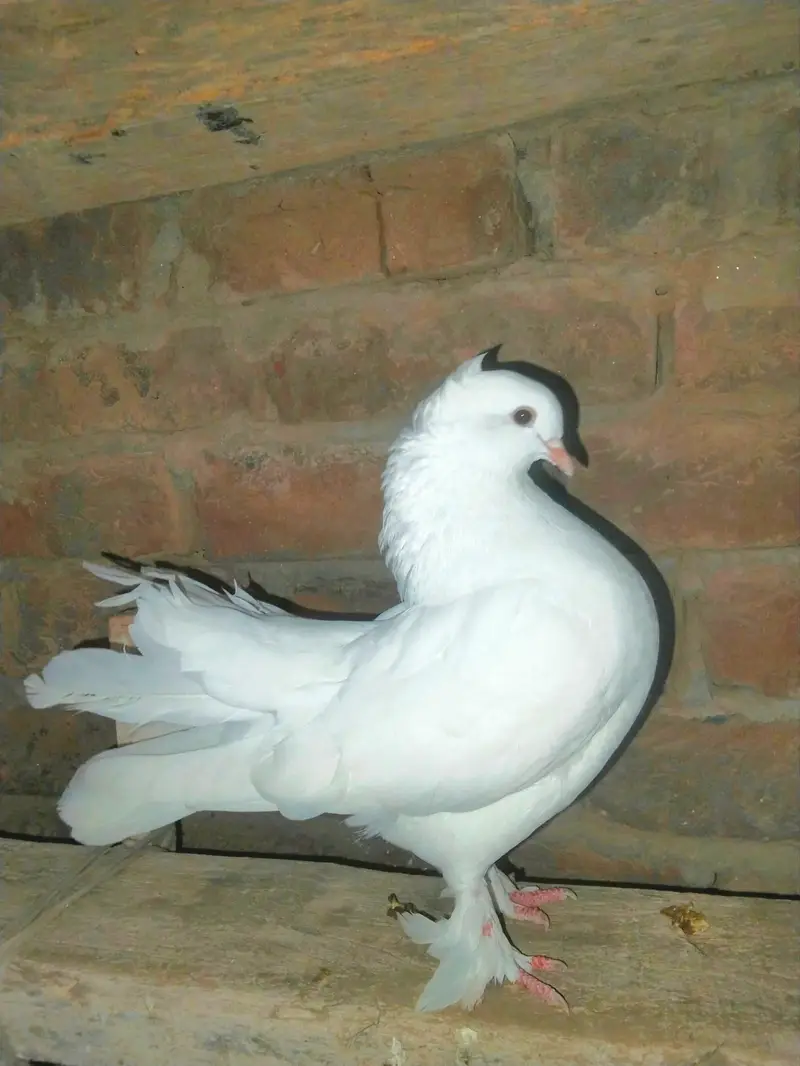 pigeon for sale 1000 par pic kami bashi ho jay gi — photo 5