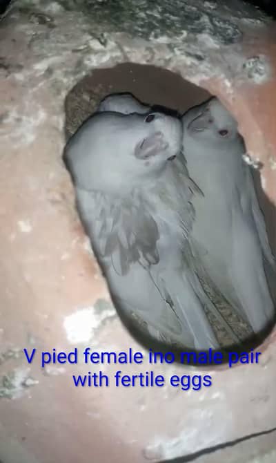 v paid cocktail and cream cocktail breeder pairs with ages available