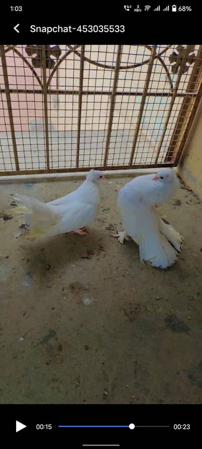 Extremely Beautiful & Healthy Lakka Kabutar (Fantail Pigeon)