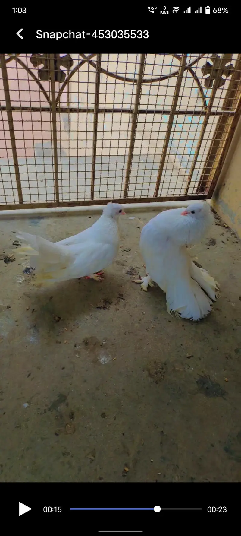 Extremely Beautiful & Healthy Lakka Kabutar (Fantail Pigeon)
