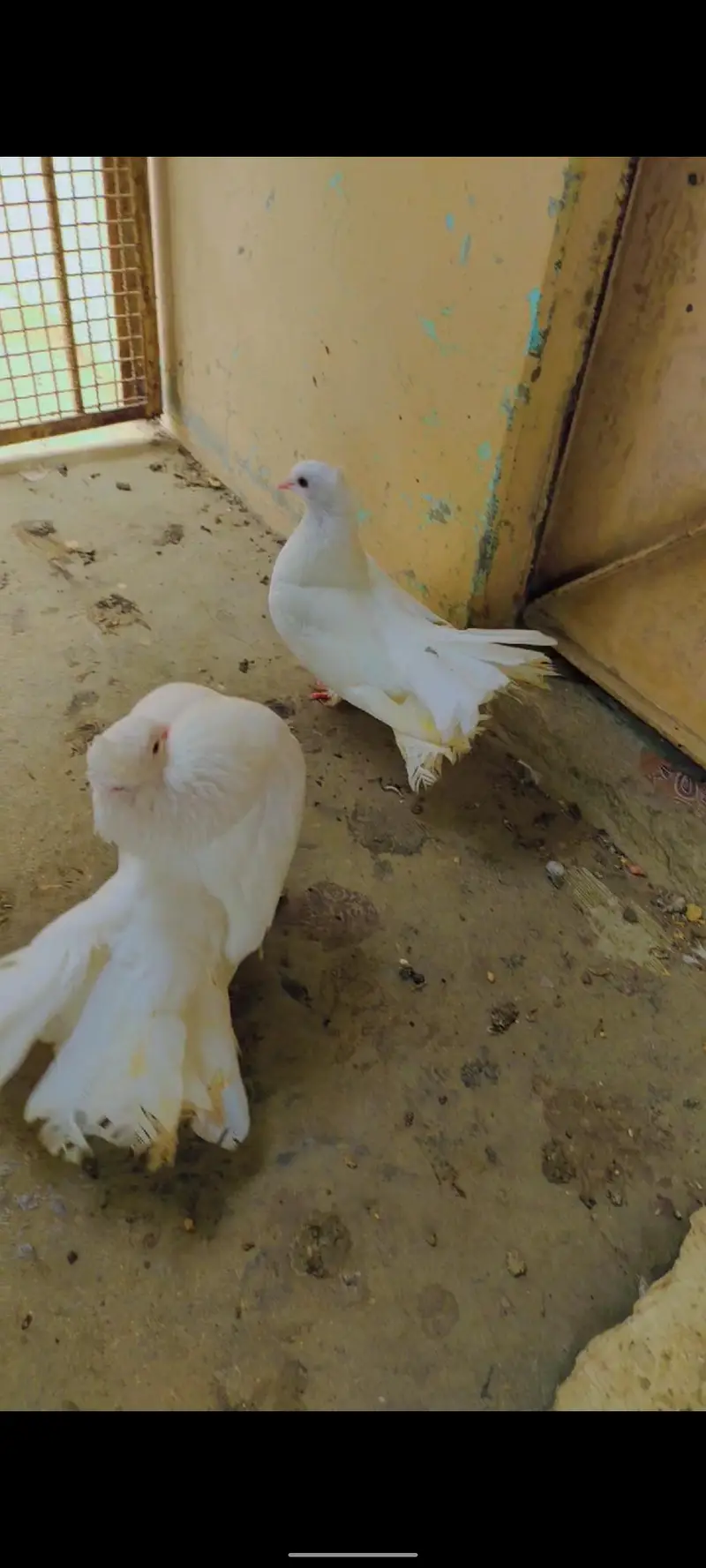 Extremely Beautiful & Healthy Lakka Kabutar (Fantail Pigeon) — photo 2