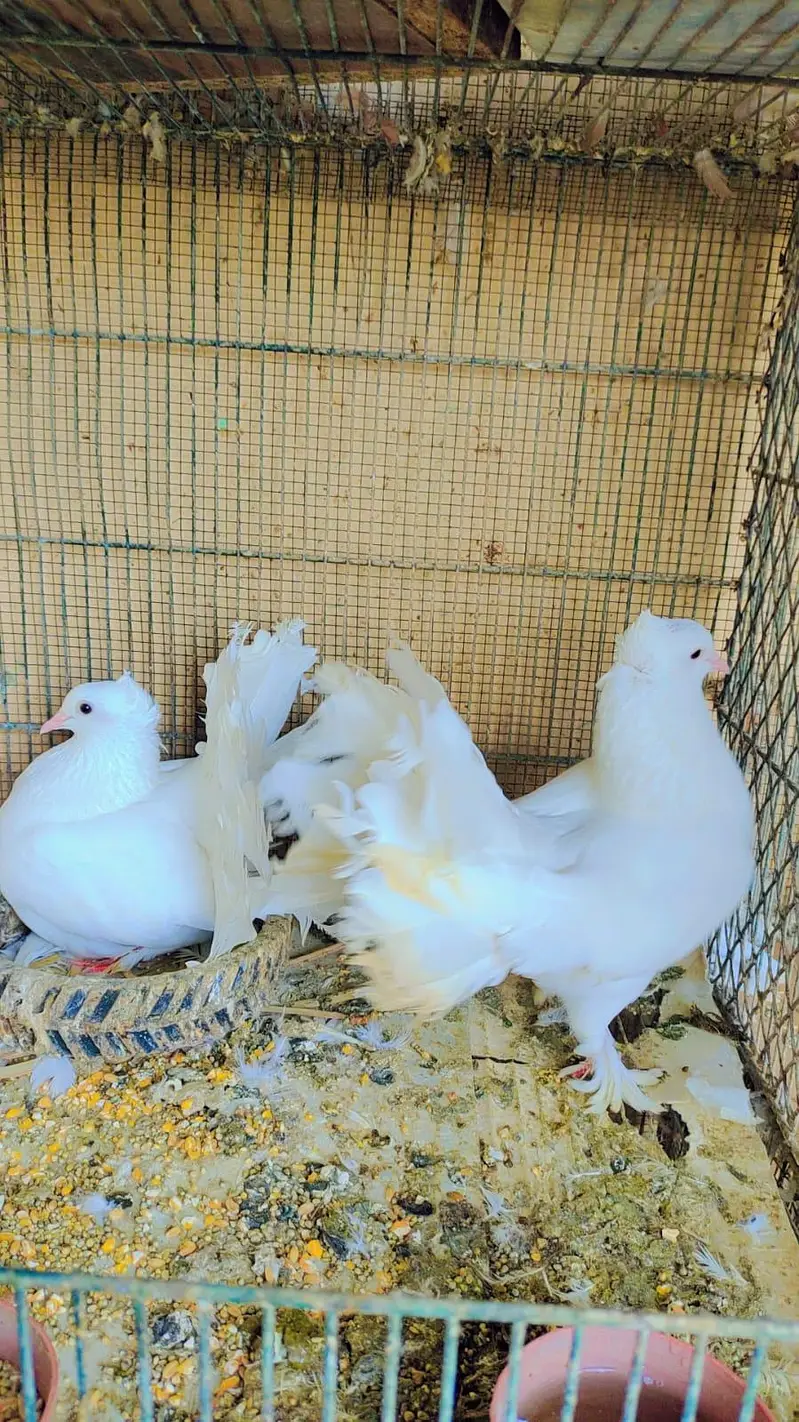 Extremely Beautiful & Healthy Lakka Kabutar (Fantail Pigeon) — photo 3