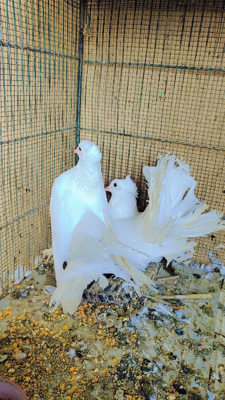 Extremely Beautiful & Healthy Lakka Kabutar (Fantail Pigeon) — photo 4