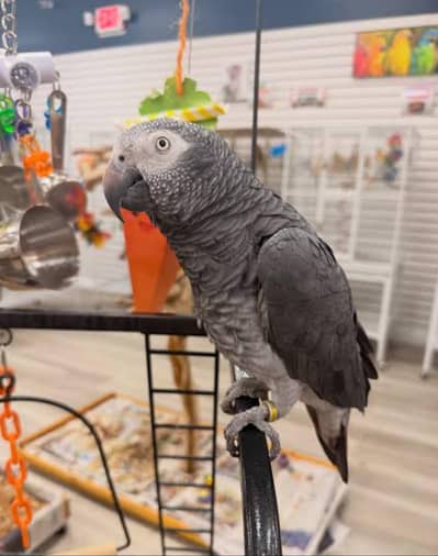 African Grey Male breeder