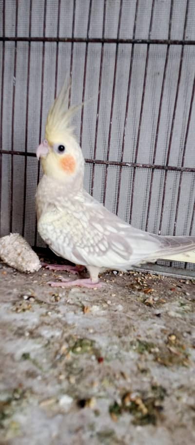 cockatiel chicks