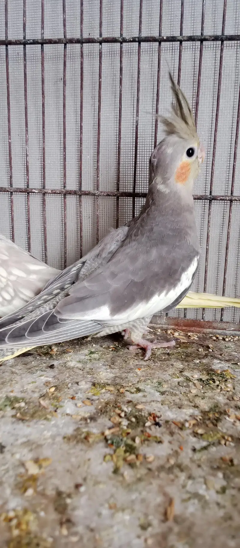 cockatiel chicks — photo 2