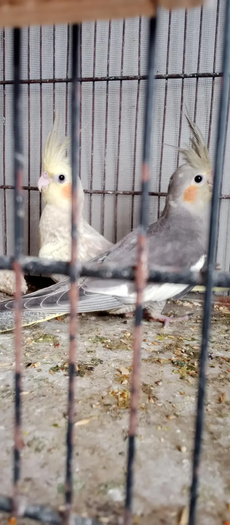 cockatiel chicks — photo 3