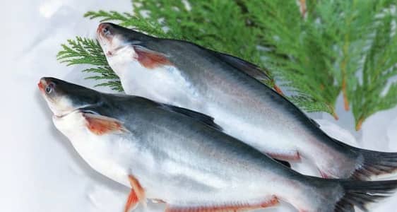 Pengasius Fish Live
