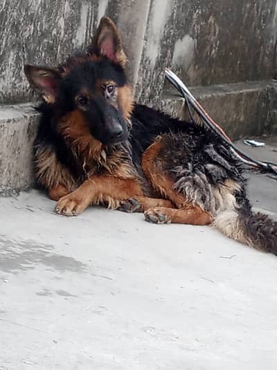 German Shepherd Male available for sale
