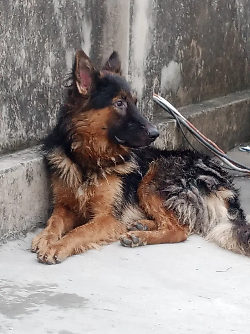 German Shepherd Male available for sale — photo 2