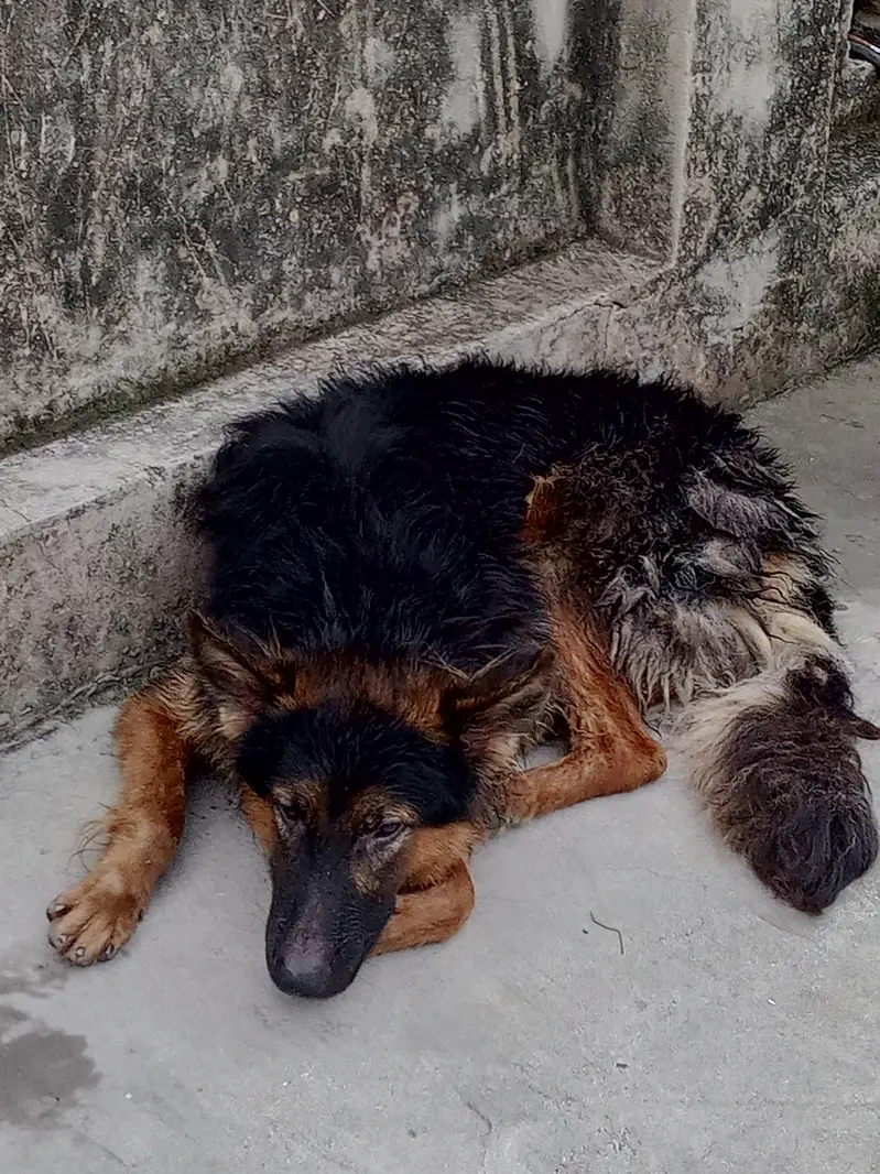 German Shepherd Male available for sale — photo 3