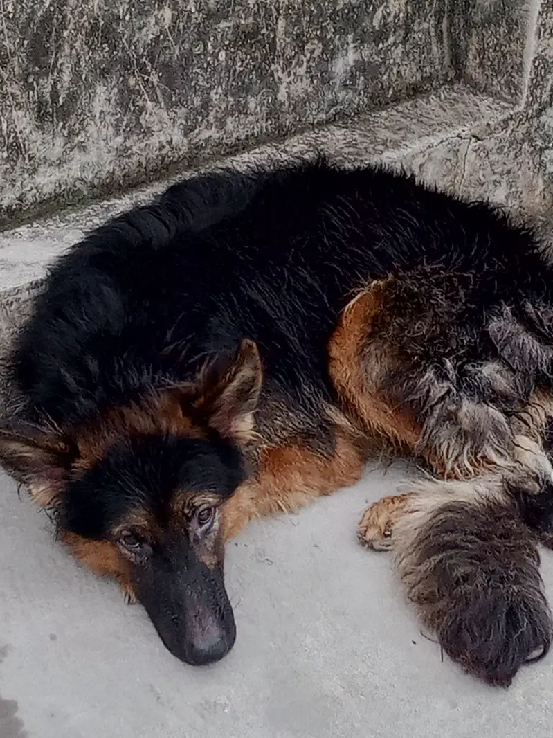 German Shepherd Male available for sale — photo 4