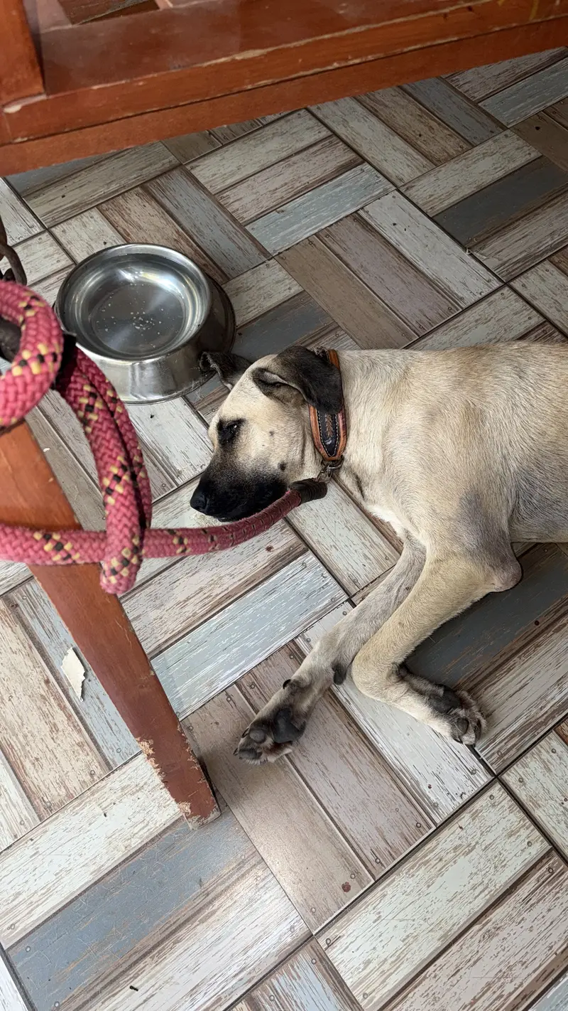 Turkish Kangal Male Required for Breeding – Islamabad