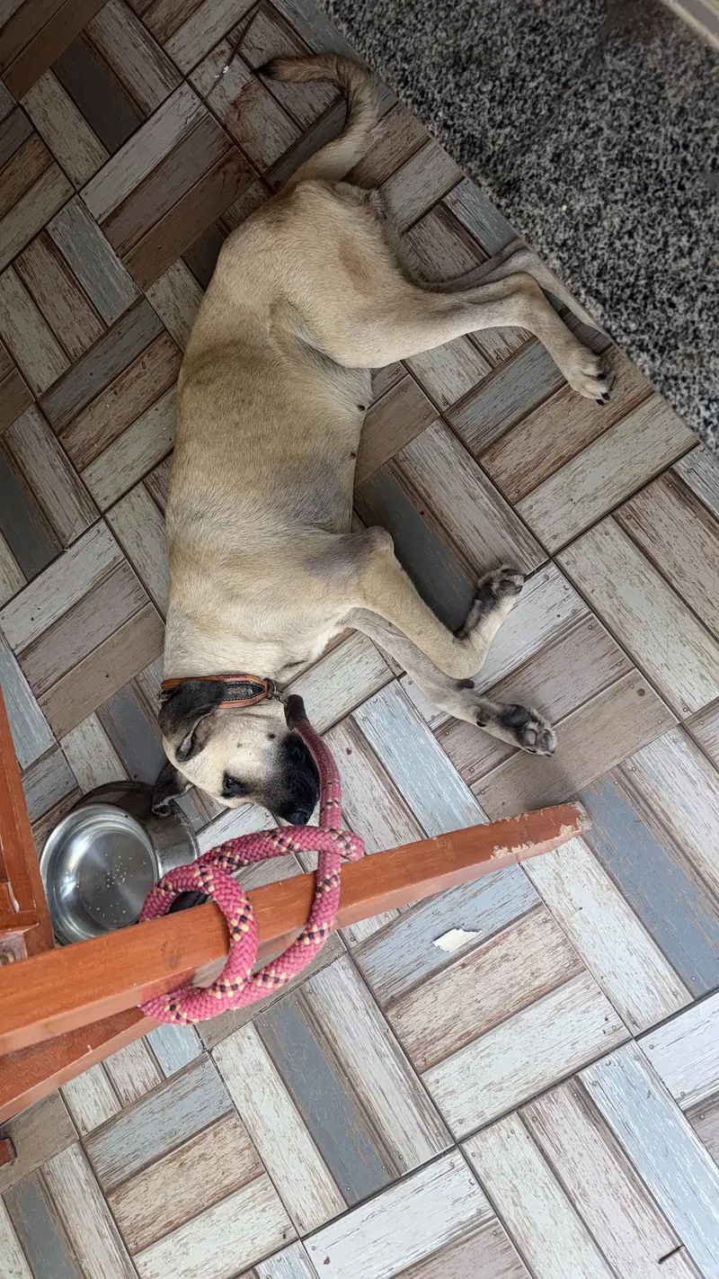 Turkish Kangal Male Required for Breeding – Islamabad — photo 2
