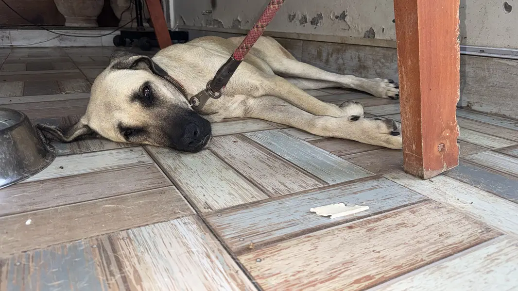 Turkish Kangal Male Required for Breeding – Islamabad — photo 3