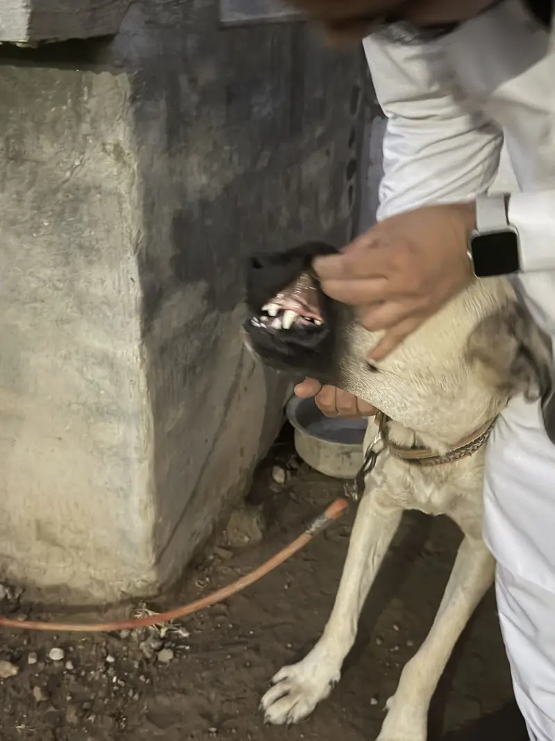 Turkish Kangal Male Required for Breeding – Islamabad — photo 4