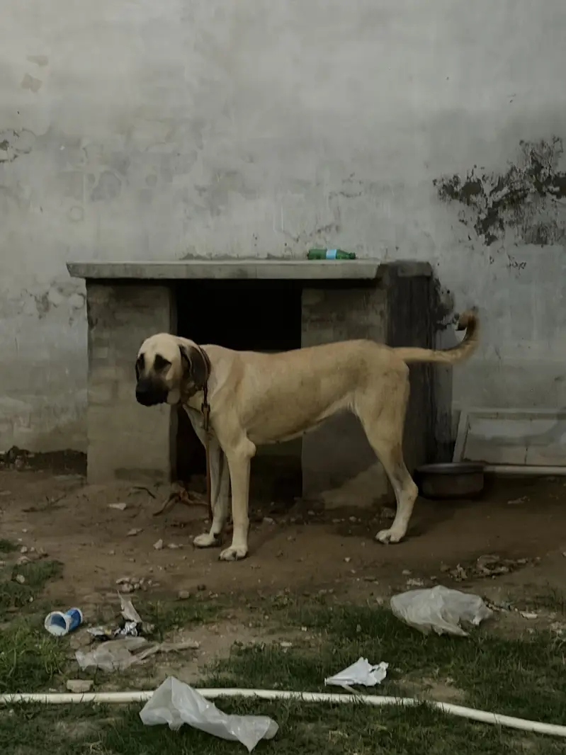 Turkish Kangal Male Required for Breeding – Islamabad — photo 5