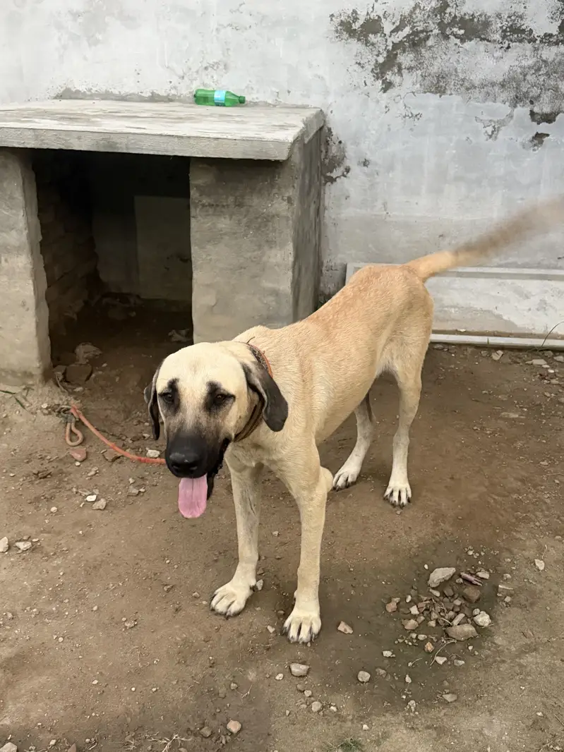 Turkish Kangal Male Required for Breeding – Islamabad — photo 6