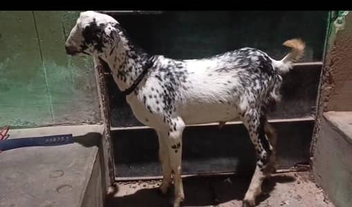 bakra