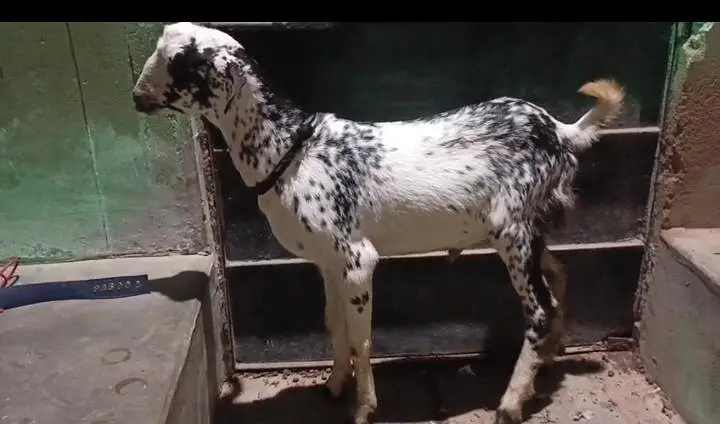 bakra