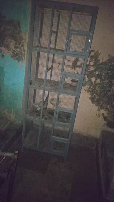 Wood Cage for Hen's and Chicks