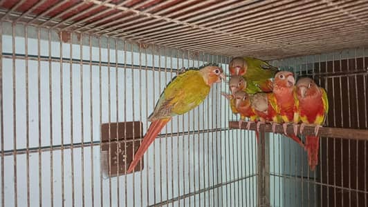 pineapple conure