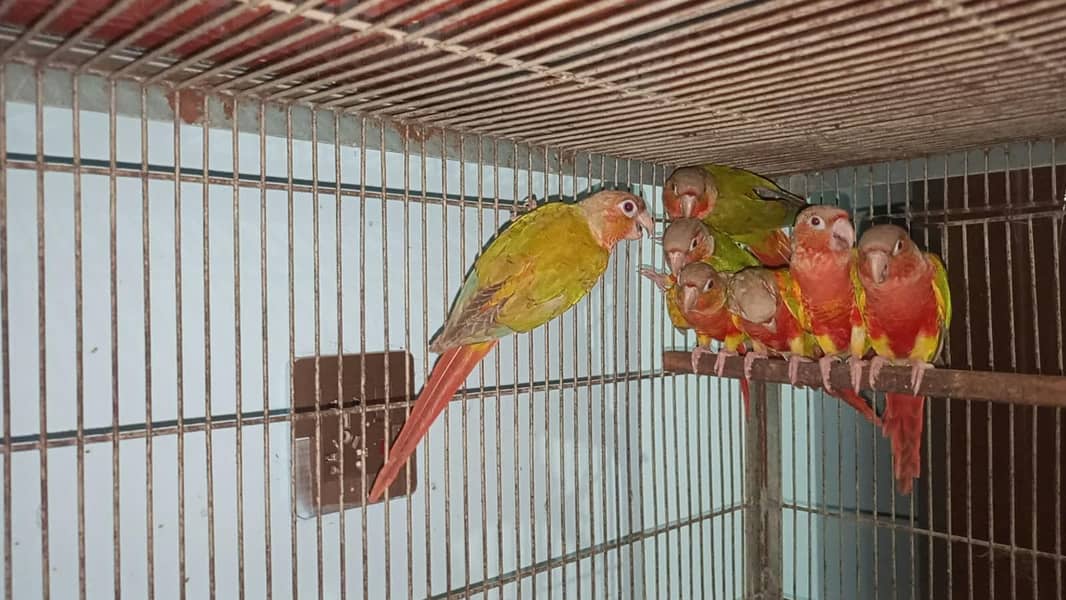 pineapple conure 0