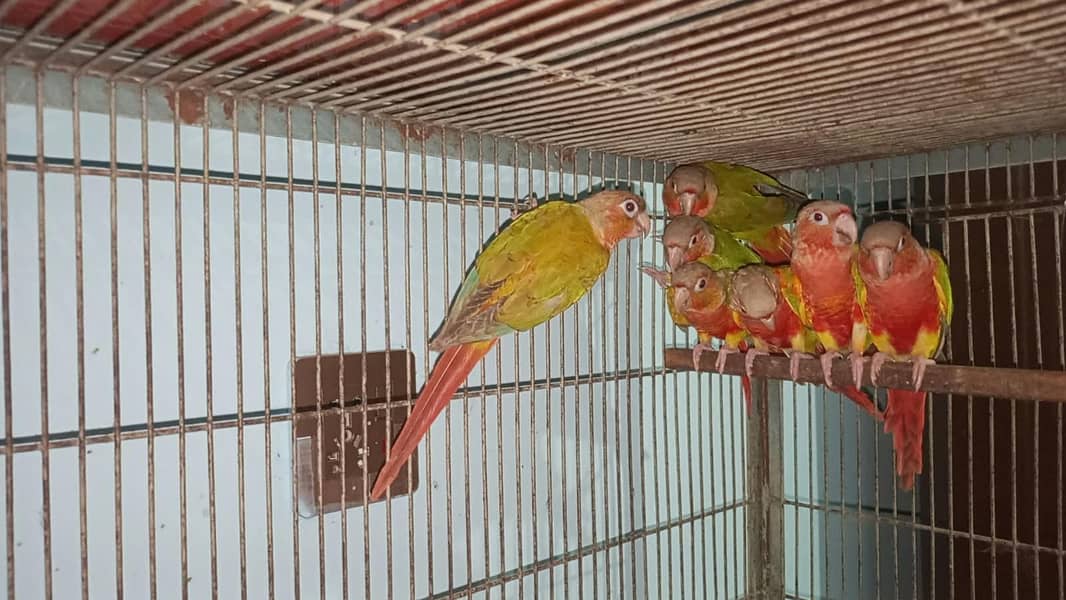pineapple conure 1