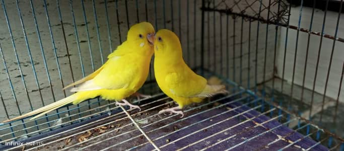 A beautiful healthy and active breeder pair for sale