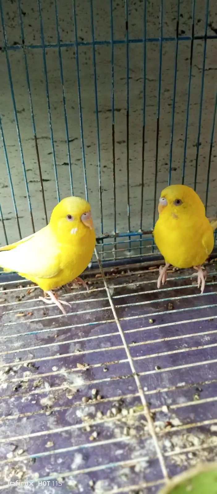 A beautiful healthy and active breeder pair for sale — photo 3
