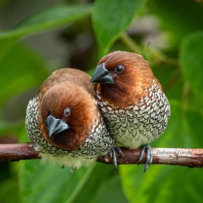 Scaly-breasted munia