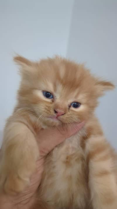 1 male 2 females price per kitten 10000