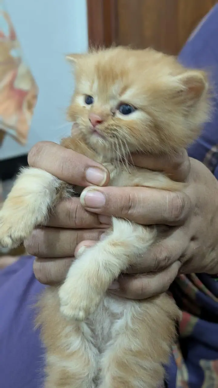 1 male 2 females price per kitten 8000 — photo 2