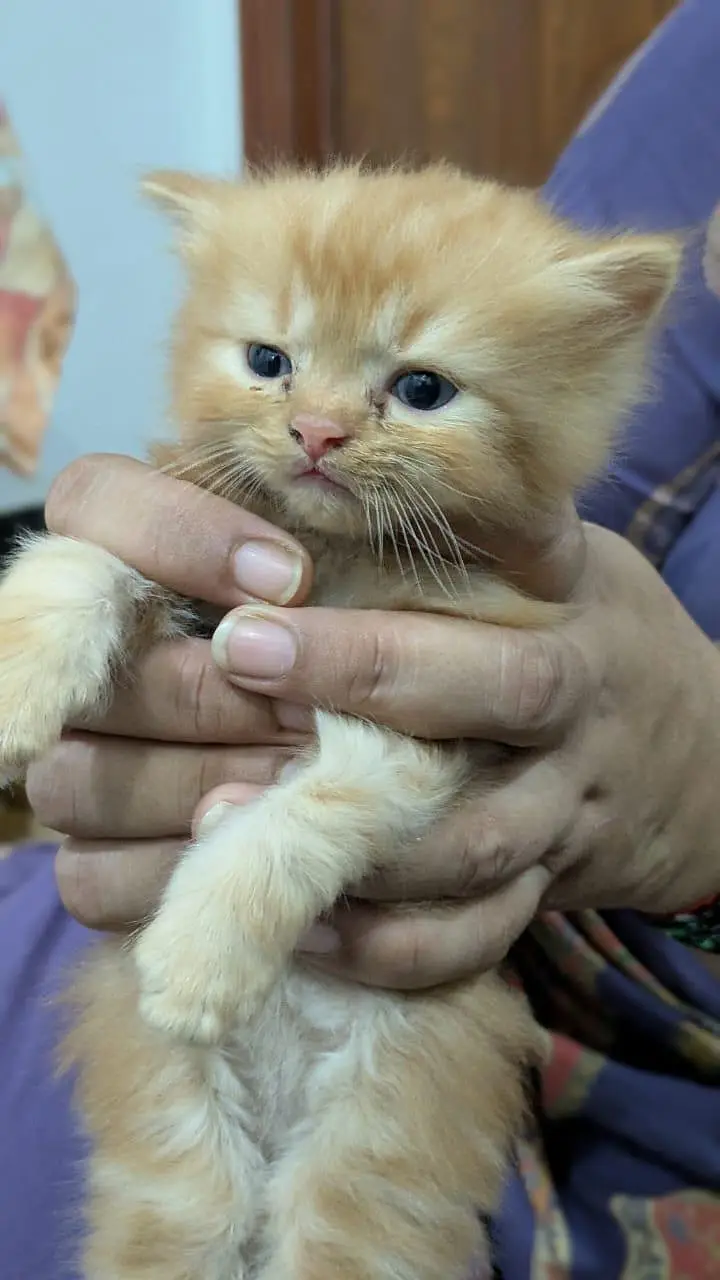1 male 2 females price per kitten 8000 — photo 3