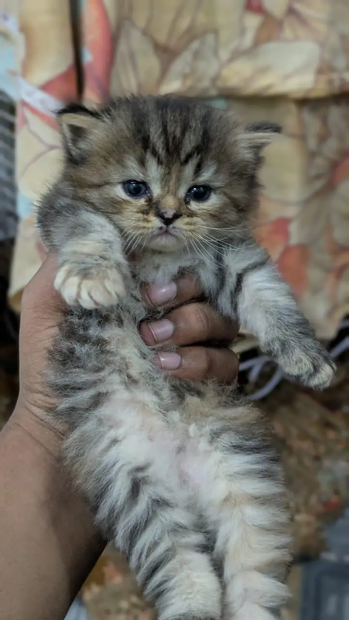 1 male 2 females price per kitten 8000 — photo 4