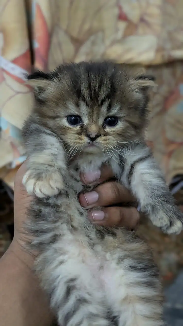 1 male 2 females price per kitten 8000 — photo 5