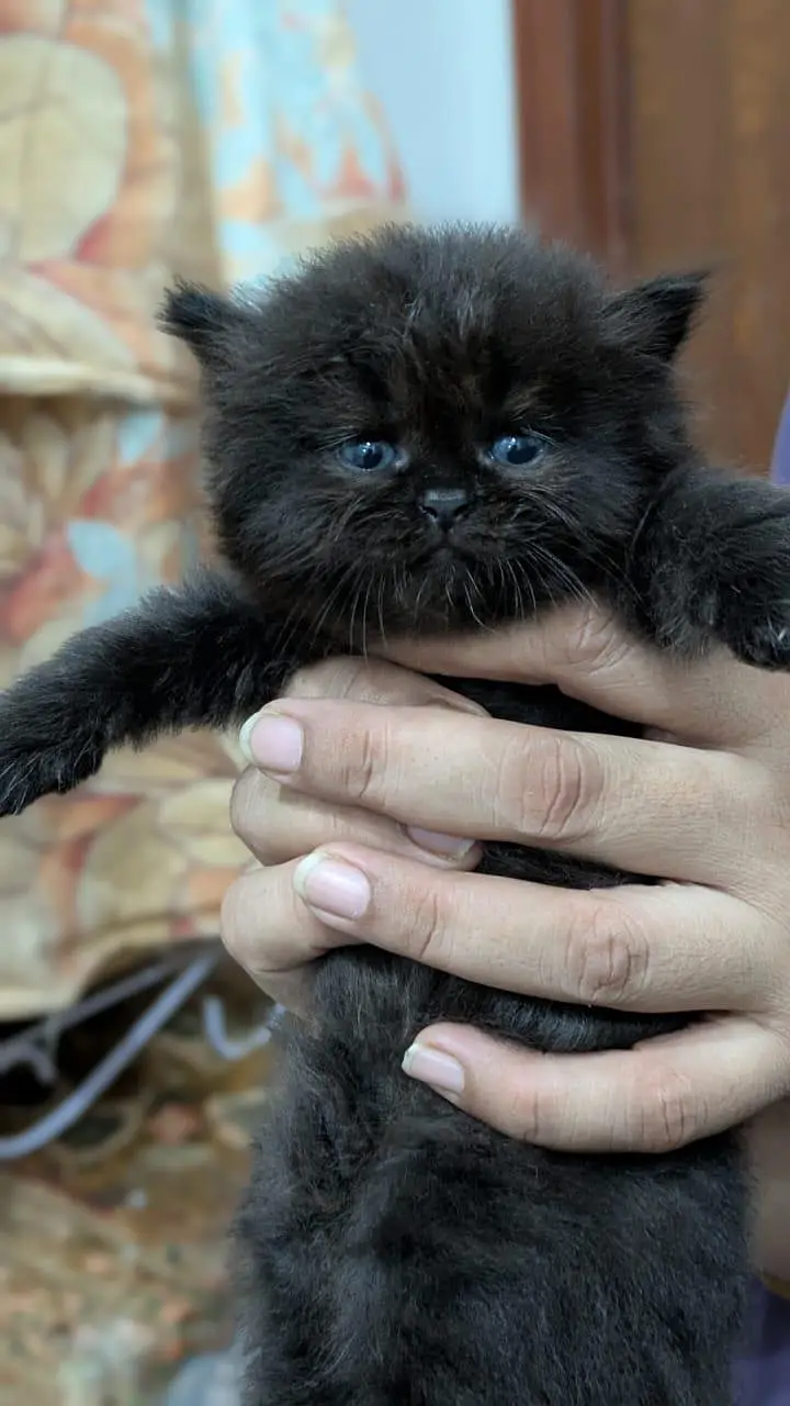 1 male 2 females price per kitten 8000 — photo 6