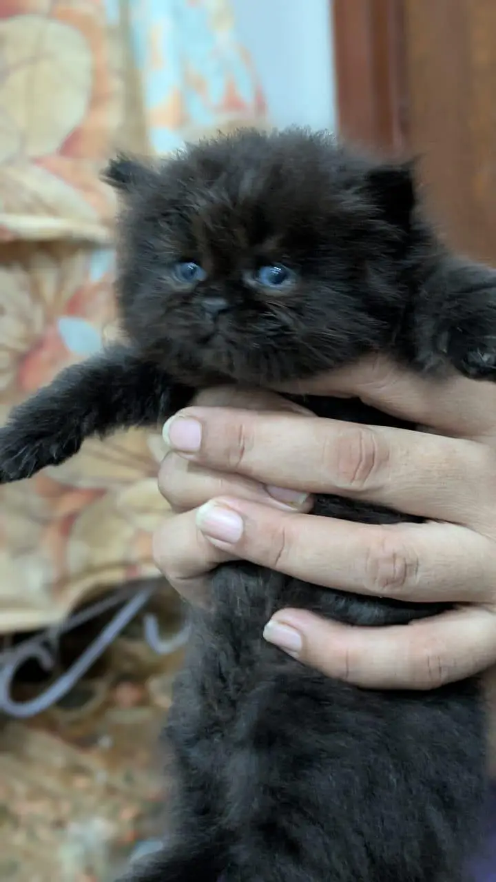 1 male 2 females price per kitten 8000 — photo 7