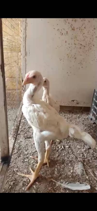 shamo pair