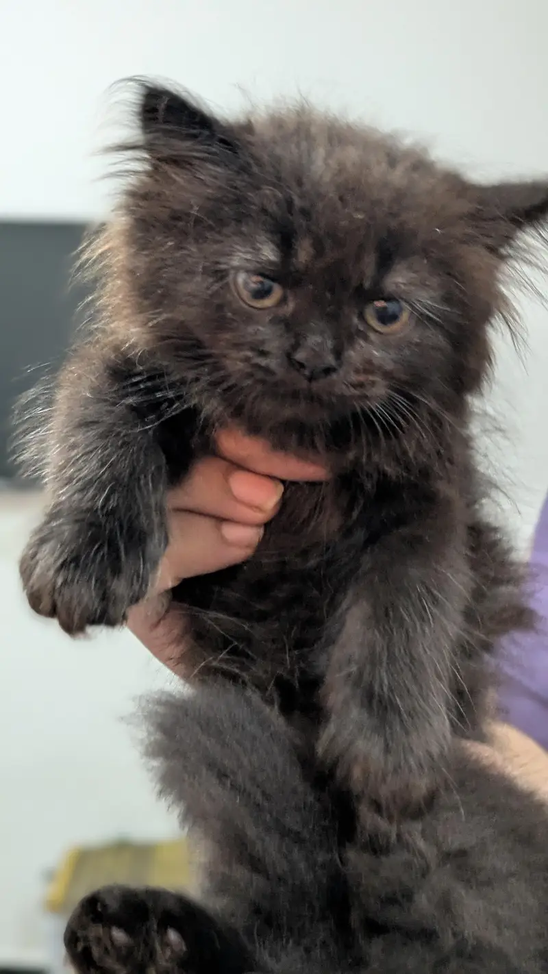 1 male 2 females price per kitten 8000 — photo 8