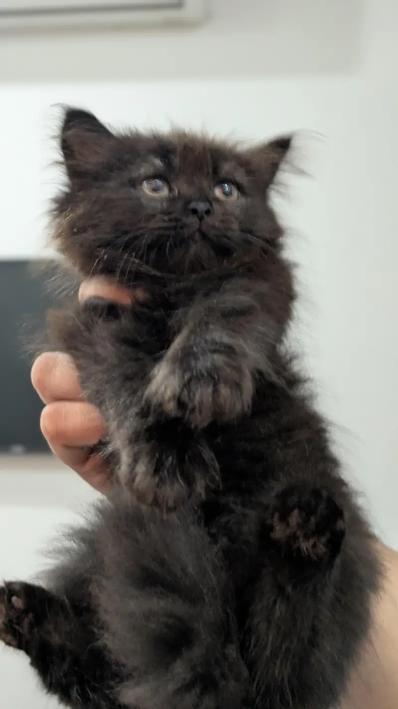 1 male 2 females price per kitten 8000 — photo 9