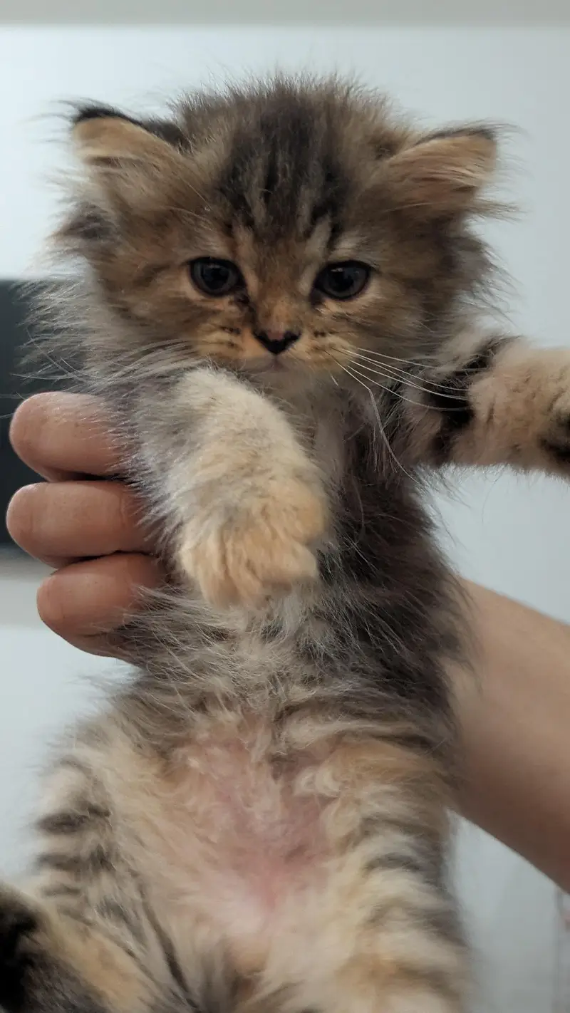 1 male 2 females price per kitten 8000 — photo 10