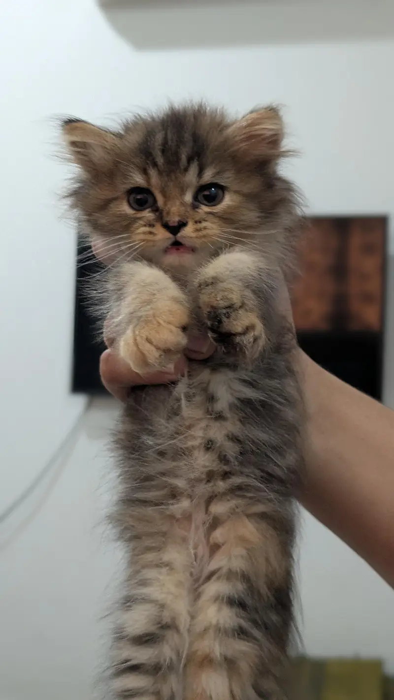 1 male 2 females price per kitten 8000 — photo 11