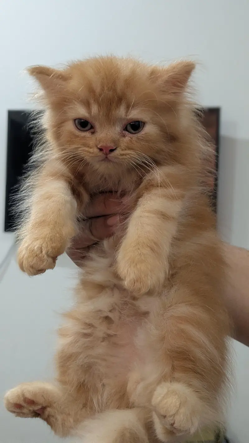 1 male 2 females price per kitten 8000 — photo 12