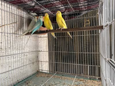 Red Eyes and Rainbow Budgies pair