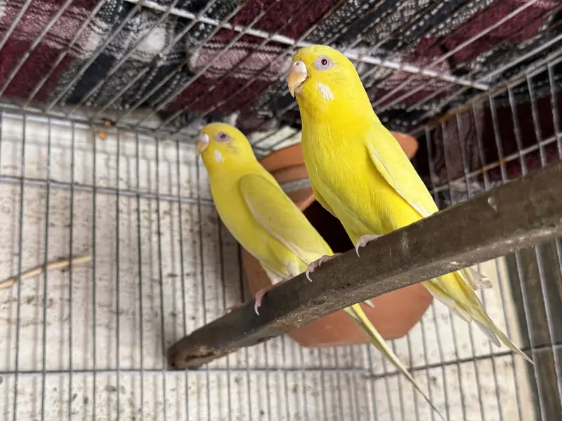 Red Eyes and Rainbow Budgies pair — photo 2