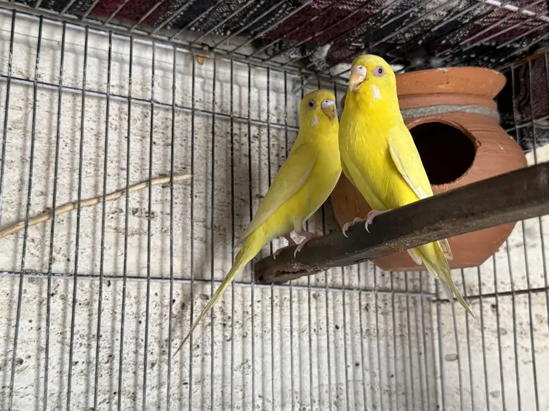 Red Eyes and Rainbow Budgies pair — photo 3