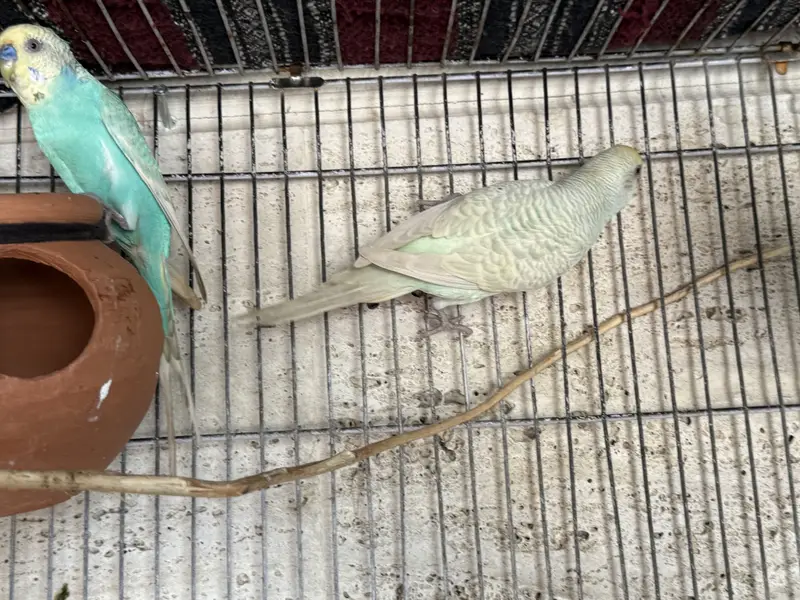 Red Eyes and Rainbow Budgies pair — photo 4